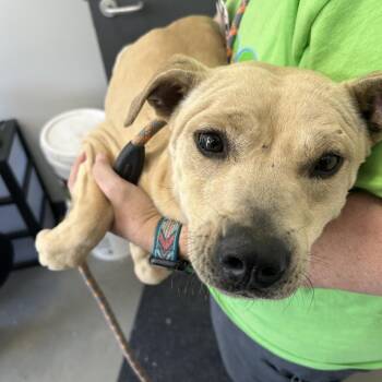 Pit Bull Terrier Dogs Available for Adoption in Morganton, North Carolina - Olivia Rodoggo | PetCurious