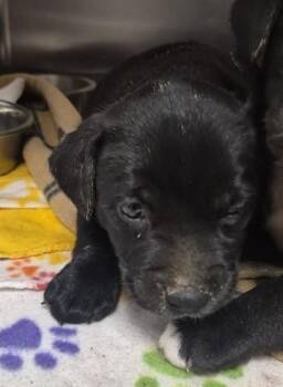 COKE ZERO -  Pit Bull Terrier and Mixed Breed Dog for Adoption in Dayton, Ohio - COKE ZERO | PetCurious