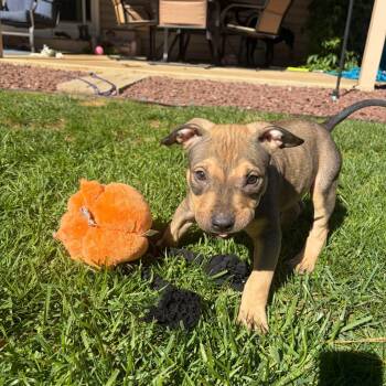 Velcro -  Pit Bull Terrier Dog for Adoption in Fountain Hill, Pennsylvania - Velcro | PetCurious