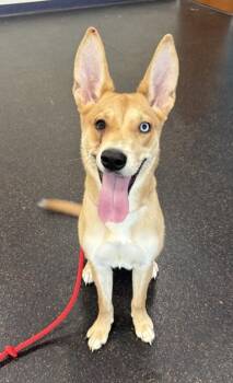 Stacy -  Shepherd and Siberian Husky Dog for Adoption in Westland, Michigan - Stacy | PetCurious