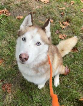 HOJICHA -  Siberian Husky Dog for Adoption in Kent, Washington - HOJICHA | PetCurious
