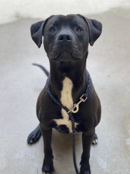 Labrador Retriever and Pit Bull Terrier Dogs Available for Adoption in Dayton, Ohio - MEOW | PetCurious