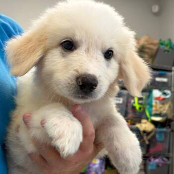 Wolverine -  Great Pyrenees Dog for Adoption in Greensboro, Georgia - Wolverine | PetCurious