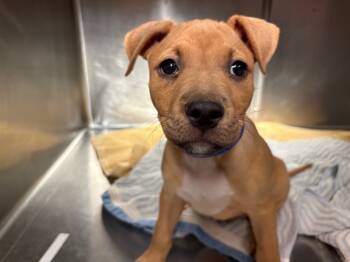 Rescue American Staffordshire Terrier Dogs for Adoption in Rancho Cucamonga, California - STORM | PetCurious