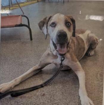 Chico - 2 -  Catahoula Leopard Dog and Mixed Breed Dog for Adoption in Daytona Beach, Florida - Chico - 2 | PetCurious