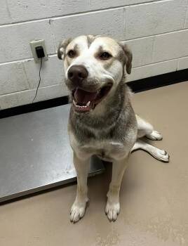 Rescue Mixed Breed Dogs for Adoption in Nashville, Tennessee - Gyoza | PetCurious