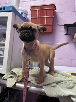 61625594 -  Pug and Mixed Breed Dog for Adoption in El Paso, Texas - 61625594 | PetCurious