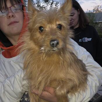 Potter -  Mixed Breed Dog for Adoption in Klamath Falls, Oregon - Potter | PetCurious