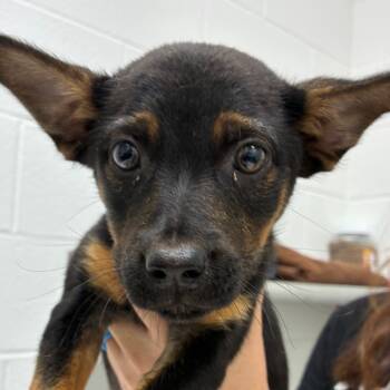 Rescue Catahoula Leopard Dog Dogs for Adoption in Corpus Christi, Texas - Boba Fett | PetCurious