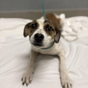 Helaena -  Pit Bull Terrier and Mixed Breed Dog for Adoption in Kanab, Utah - Helaena | PetCurious
