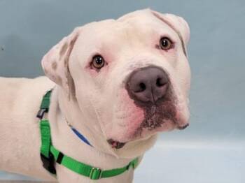 Cody -  American Bulldog and Mixed Breed Dog for Adoption in Minneapolis, Minnesota - Cody | PetCurious