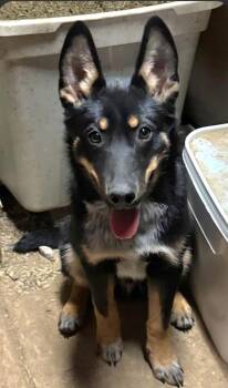 Australian Cattle Dog Blue Heeler and Australian Shepherd Dogs Available for Adoption in Liberty Center, Ohio - Rocket | PetCurious