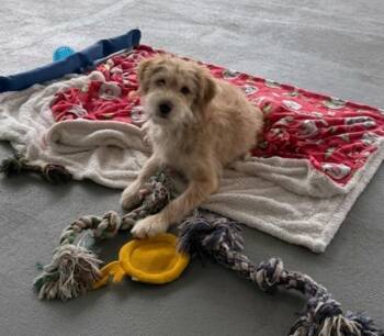**REB** -  Australian Shepherd Dog for Adoption in North Prairie, Wisconsin - **REB** | PetCurious