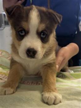 Siberian Husky and Mixed Breed Dogs Available for Adoption - A878491 | PetCurious