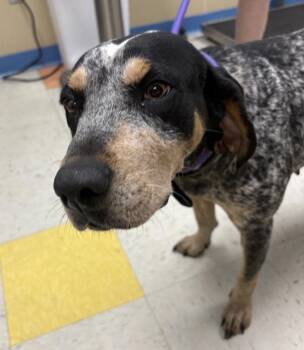Coonhound Dogs Available for Adoption in Sioux City, Iowa - Diamond | PetCurious