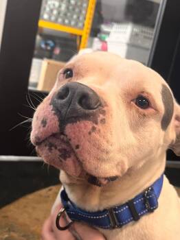 Calypso -  Mixed Breed Dog for Adoption in Crandon, Wisconsin - Calypso | PetCurious
