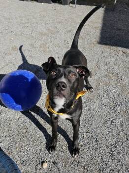 Rescue Mixed Breed Dogs for Adoption in Morristown, Tennessee - Deviled Egg | PetCurious