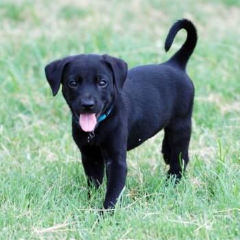 Webber -  Labrador Retriever and Terrier Dog for Adoption in Madisonville, Texas - Webber | PetCurious