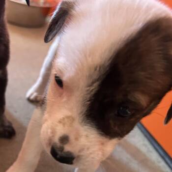 Eliza -  Mixed Breed Dog for Adoption in Tulsa, Oklahoma - Eliza | PetCurious