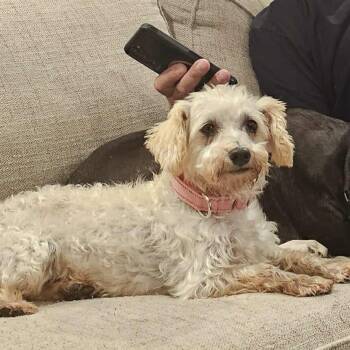 Rescue Cavalier King Charles Spaniel and Bichon Frise Dogs for Adoption in Madrid, Iowa - Miss Bianca | PetCurious