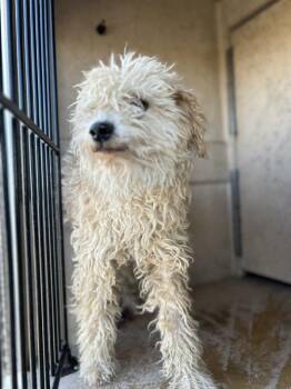 Lily -  Miniature Poodle Dog for Adoption in Victorville, California - Lily | PetCurious