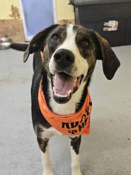Mixed Breed Dogs Available for Adoption - Mallory | PetCurious