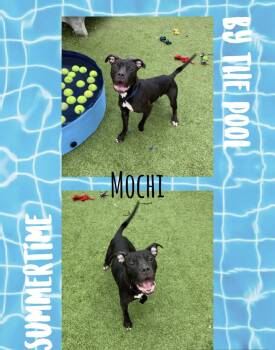 Rescue American Staffordshire Terrier Dogs for Adoption in Binghamton, New York - Mochi | PetCurious