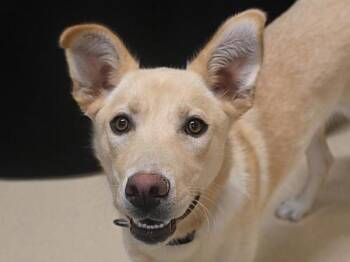 Bambi -  Labrador Retriever and Siberian Husky Dog for Adoption in Portland, Oregon - Bambi | PetCurious