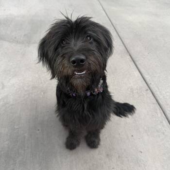 Happy -  Standard Poodle and Wheaten Terrier Dog for Adoption in Fort Collins, Colorado - Happy | PetCurious