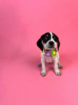 Amy Santiago -  Chihuahua and Beagle Dog for Adoption in Alvin, Texas - Amy Santiago | PetCurious