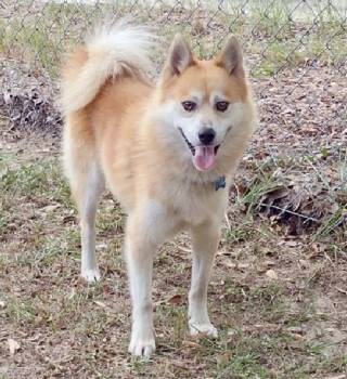 Yoshi -  Shiba Inu Dog for Adoption in Camden, South Carolina - Yoshi | PetCurious