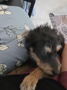 Peppa -  Border Terrier and Terrier Dog for Adoption in Albuquerque, New Mexico - Peppa | PetCurious