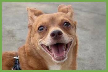 Lucy -  Chihuahua Dog for Adoption in Amherst, Massachusetts - Lucy | PetCurious
