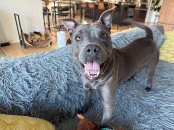 Rescue Pit Bull Terrier and Mixed Breed Dogs for Adoption in Leverett, Massachusetts - Ada (FOSTERED LOCALLY) | PetCurious