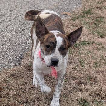 Mountain Cur Dogs Available for Adoption in West Plains, Missouri - Tiger Lilly | PetCurious