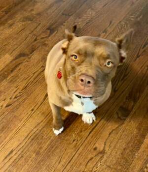 Rescue Pit Bull Terrier and French Bulldog Dogs for Adoption in Branford, Connecticut - SHAKIRA | PetCurious