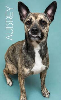 Aubrey -  Plott Hound and Terrier Dog for Adoption in Coldwater, Michigan - Aubrey | PetCurious