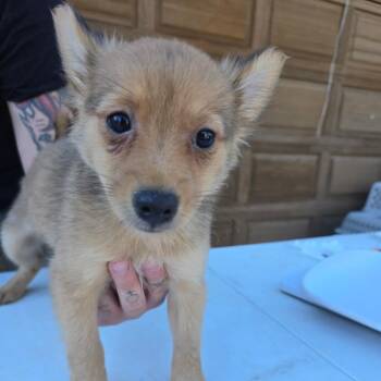 Gomez -  Pomeranian and Mixed Breed Dog for Adoption in Klamath Falls, Oregon - Gomez | PetCurious