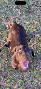 Chocolate Labrador Retriever Dogs Available for Adoption - Katy  | PetCurious