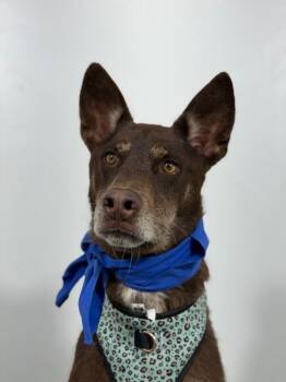 Adam-One of our Amazing Rescue Dogs -  Doberman Pinscher and Shepherd Dog for Adoption in Carlsbad, California - Adam-One Of Our Amazing Rescue Dogs | PetCurious