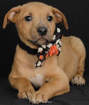 Wanda -  Boxer Dog for Adoption in Newland, North Carolina - Wanda | PetCurious