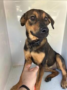 Rescue Rottweiler and German Shepherd Dog Dogs for Adoption in Houston, Texas - K-DASH | PetCurious