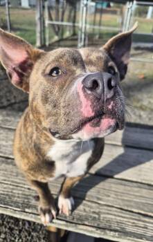 Rescue American Bully and Mixed Breed Dogs for Adoption in Wallingford, Connecticut - Gabby Gabagool | PetCurious