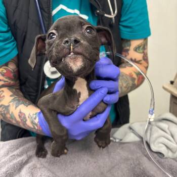 Terrier Dogs Available for Adoption - Wish Bear | PetCurious