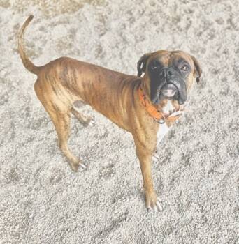 Rescue Boxer Dogs for Adoption in Gray, Louisiana - Scooby | PetCurious