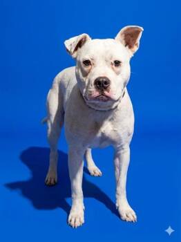 Mixed Breed Dogs Available for Adoption in Jacksonville, Florida - SHERLOCK BONE | PetCurious