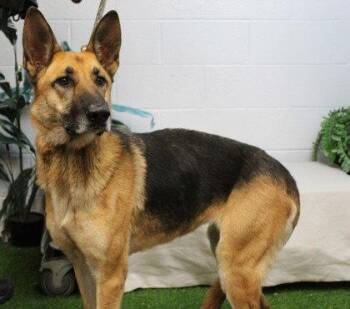 Rue -  German Shepherd Dog Dog for Adoption in Albany, Oregon - Rue | PetCurious
