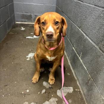 Mixed Breed and Beagle Dogs Available for Adoption - Daisy May | PetCurious