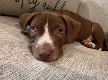 Ralphe -  Mixed Breed Dog for Adoption - Ralphe | PetCurious