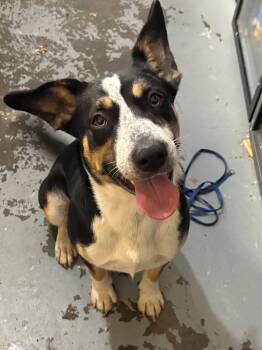 Rescue Border Collie Dogs for Adoption in Berea, Kentucky - Loreal | PetCurious